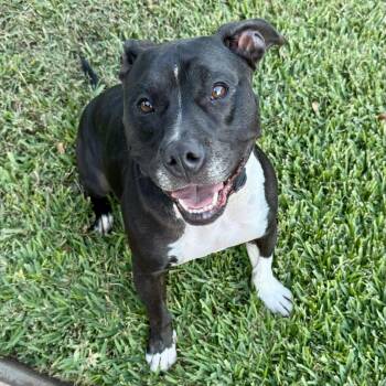 Rescue American Staffordshire Terrier Dogs for Adoption in Baytown, Texas - Dobby | PetCurious