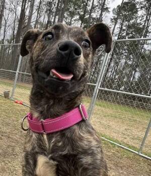 Terrier and Mixed Breed Dogs Available for Adoption - 3533b Ginger | PetCurious