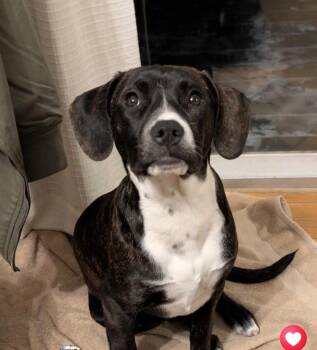 Catahoula Leopard Dog Dogs Available for Adoption - Leslie | PetCurious