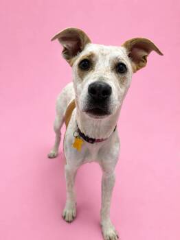 Paityn -  Cattle Dog Dog for Adoption in Salt Lake City, Utah - Paityn | PetCurious