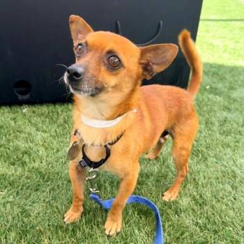 Chihuahua Dogs Available for Adoption in Walnut Creek, California - Phineas | PetCurious