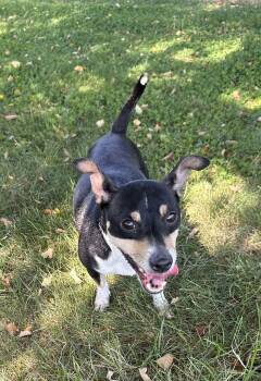 Rescue Chihuahua and Jack Russell Terrier Dogs for Adoption in Mentor, Ohio - EZ (And Ava) | PetCurious