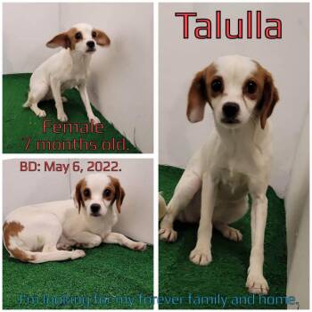 Emma  (fka Tallula) -  Beagle and Cavalier King Charles Spaniel Dog for Adoption in Boaz, Alabama - Emma  (fka Tallula) | PetCurious