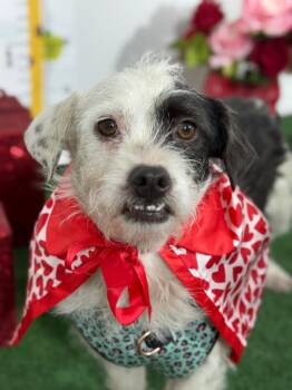 Parson Russell Terrier and Border Terrier Dogs Available for Adoption in Carlsbad, California - Milkshake-One Of Our Amazing Rescue Dogs | PetCurious