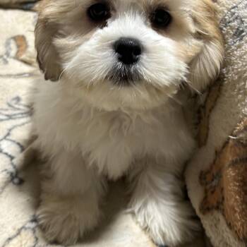 Larry. 5.8 lbs -  Lhasa Apso Dog for Adoption in Antwerp, Ohio - Larry. 5.8 Lbs | PetCurious