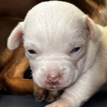 Auggie -  Mixed Breed Dog for Adoption in Leander, Texas - Auggie | PetCurious