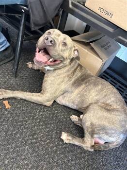 Rescue Pit Bull Terrier Dogs for Adoption in New Kensington, Pennsylvania - Sebastian | PetCurious