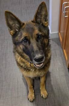 Dante -  German Shepherd Dog Dog Available for Adoption - Dante | PetCurious
