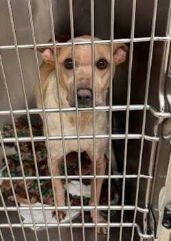 Buddy -  Australian Cattle Dog Blue Heeler Dog for Adoption in Austin, Texas - Buddy | PetCurious