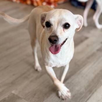 Sweetpea -  Chihuahua and Mixed Breed Dog for Adoption in Green Bay, Wisconsin - Sweetpea | PetCurious