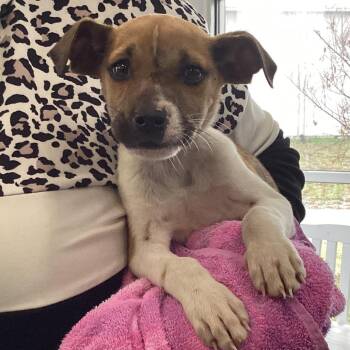 Terrier and Mixed Breed Dogs Available for Adoption - Beau | PetCurious