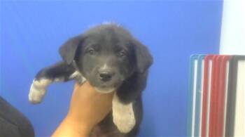Labrador Retriever and Mixed Breed Dogs Available for Adoption in Albuquerque, New Mexico - ALBERT EINSTEIN | PetCurious