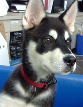 Puddles -  Siberian Husky and Mixed Breed Dog for Adoption in Morton Grove, Illinois - Puddles | PetCurious