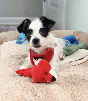 Sullivan -  Terrier Dog for Adoption in Atlanta, Georgia - Sullivan | PetCurious