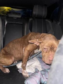 American Bulldog and Terrier Dogs Available for Adoption in Tulsa, Oklahoma - Glory  | PetCurious