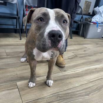 Mixed Breed Dogs Available for Adoption - Hera | PetCurious