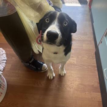Max -  Labrador Retriever and Mixed Breed Dog for Adoption in Milan, Illinois - Max | PetCurious