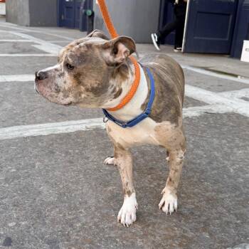 Empress -  Mixed Breed Dog for Adoption in New York, New York - Empress | PetCurious