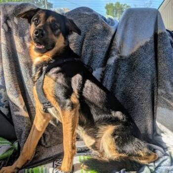 Rescue Mixed Breed Dogs for Adoption in Jeffersonville, Indiana - Kenny | PetCurious