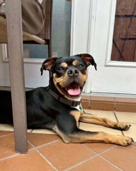 Rescue Boxer Dogs for Adoption in Katy, Texas - SPARKEY | PetCurious