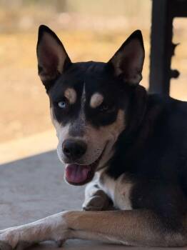 Rescue Siberian Husky and Husky Dogs for Adoption in Scottsdale, Arizona - Fritz | PetCurious