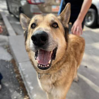 Mixed Breed and Shepherd Dogs Available for Adoption in Salt Lake City, Utah - Lawson | PetCurious