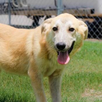 Mushu JuM -  Great Pyrenees and Mixed Breed Dog for Adoption in Austin, Texas - Mushu JuM | PetCurious