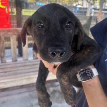 Coral -  Labrador Retriever and Mixed Breed Dog for Adoption in Long Beach, California - Coral | PetCurious