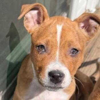 Boxer and Mixed Breed Dogs Available for Adoption in Minnetonka, Minnesota - Milky Way D68748 | PetCurious