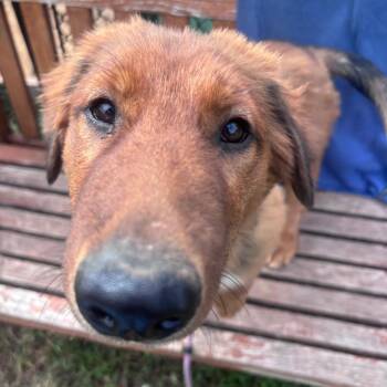Mustang -  Mixed Breed and German Shepherd Dog Dog for Adoption in York, Pennsylvania - Mustang | PetCurious