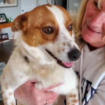 Australian Cattle Dog Blue Heeler Dogs Available for Adoption - Starlight  | PetCurious