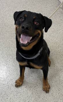 Rescue Rottweiler and Mixed Breed Dogs for Adoption in Fishers, Indiana - Barrack | PetCurious