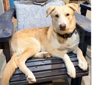 Loki -  German Shepherd Dog and Husky Dog for Adoption - Loki | PetCurious
