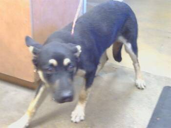 TOBAGO -  German Shepherd Dog and Mixed Breed Dog for Adoption in Sacramento, California - TOBAGO | PetCurious
