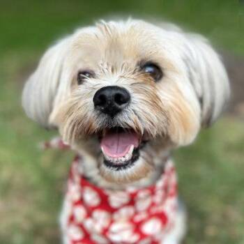Boomer -  Yorkshire Terrier and Lhasa Apso Dog for Adoption in Arlington, Virginia - Boomer | PetCurious