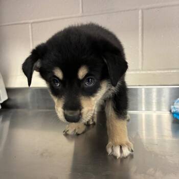 Shepherd Dogs Available for Adoption in San Antonio, Texas - (Strawberry)Strudel | PetCurious