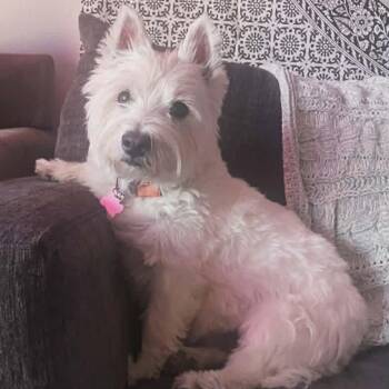 Bella -  West Highland White Terrier Westie Dog for Adoption in Shawnee, Kansas - Bella | PetCurious