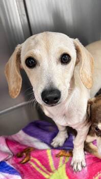 Jenna -  Chihuahua and Dachshund Dog for Adoption in Labelle, Florida - Jenna | PetCurious