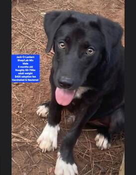 Jack-O-Lantern -  Shepherd and Labrador Retriever Dog for Adoption in Oviedo, Florida - Jack-O-Lantern | PetCurious