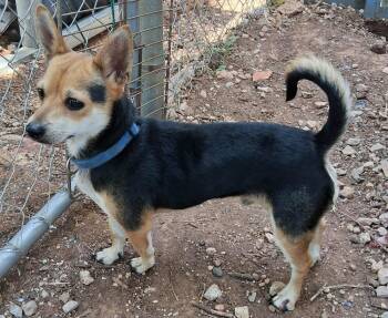 Dalton -  Chihuahua Dog for Adoption in Shawnee, Oklahoma - Dalton | PetCurious