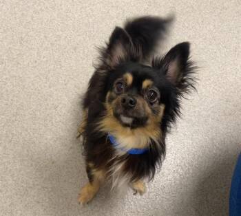 Chihuahua Dogs Available for Adoption in Auburn, California - APNEA | PetCurious