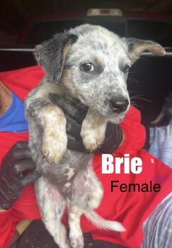 Brie -  Cattle Dog Dog for Adoption in Irwin, Pennsylvania - Brie | PetCurious
