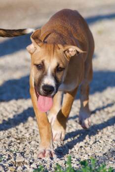 Rescue American Bulldog and Boxer Dogs for Adoption in Hiawatha, Kansas - Skye | PetCurious
