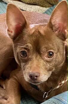 Bean -  Chihuahua Dog for Adoption in Celina, Ohio - Bean | PetCurious
