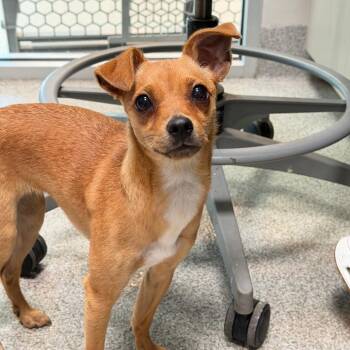 Matilda -  Chihuahua Dog for Adoption in Englewood, Florida - Matilda | PetCurious