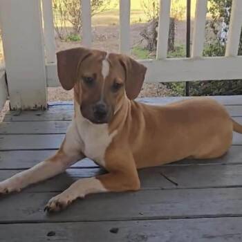 Allie -  Rhodesian Ridgeback and Beagle Dog for Adoption in Enterprise, Alabama - Allie | PetCurious