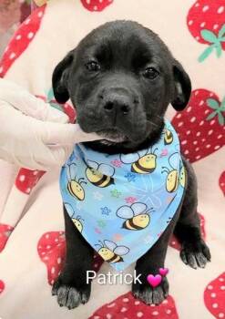 Patrick -  Flat Coated Retriever and Mixed Breed Dog for Adoption in Morton Grove, Illinois - Patrick | PetCurious