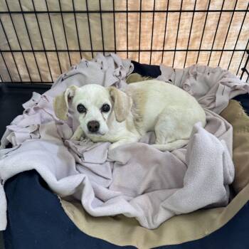 Beagle Dogs Available for Adoption - Hope | PetCurious