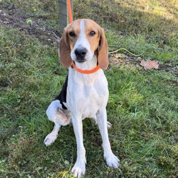 Mabel -  Coonhound Dog for Adoption in Maynardville, Tennessee - Mabel | PetCurious