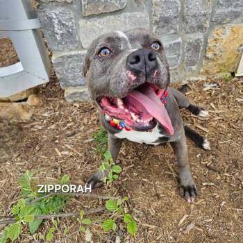 Pit Bull Terrier Dogs Available for Adoption in Madisonville, Tennessee - Zipporaph | PetCurious